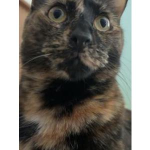 Image of Piper, Lost Cat