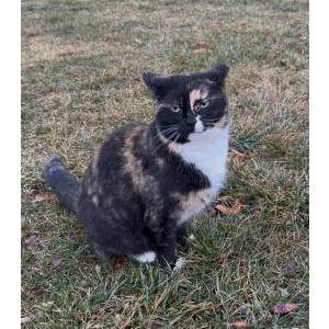 Lost Cat Luna