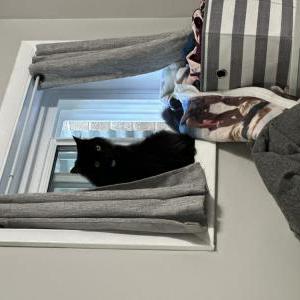 Lost Cat Dexter