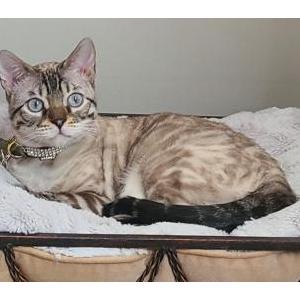 Image of Zara, Lost Cat