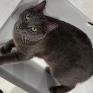 Lost Cat París