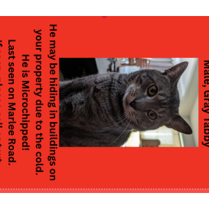 Image of Alphonse, Lost Cat