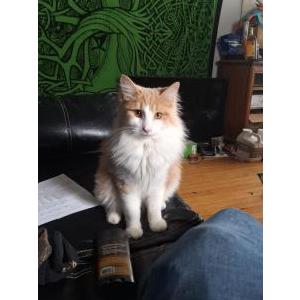 Image of porkchop, Lost Cat