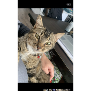 Lost Cat Camila