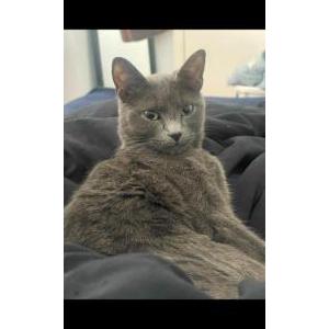 Lost Cat Nala