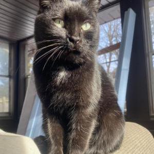 Image of Unknown, Found Cat