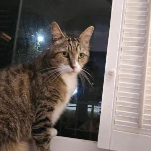 Lost Cat Snyder