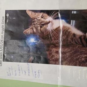 2nd Image of Snyder, Lost Cat