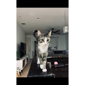 Lost Cat Eleven