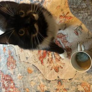 Lost Cat Mr.Mustache