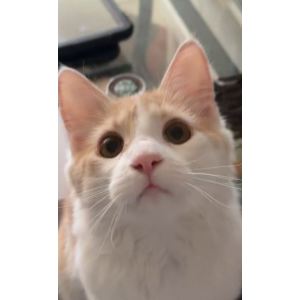 Image of Stevie, Lost Cat