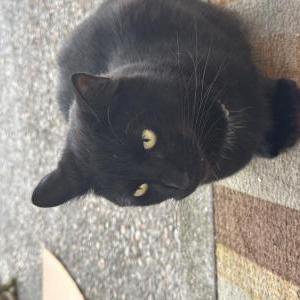 Image of Unknown, Found Cat
