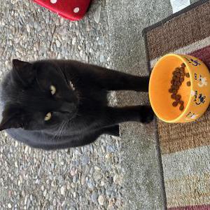 Image of Unknown, Found Cat