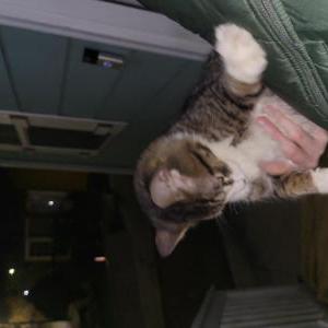 Found Cat unknown
