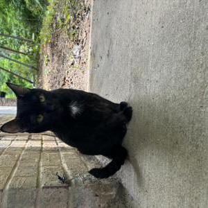Image of Riley, Lost Cat