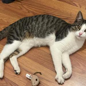 Image of Unknown, Found Cat