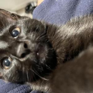 Image of Princess, Lost Cat