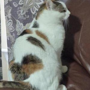 Lost Cat Kiwi