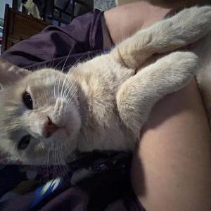 Image of Scooby, Lost Cat