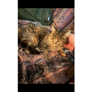 Lost Cat Ember