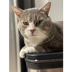 Found Cat unknown