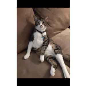 Image of Nala, Lost Cat