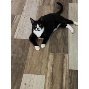 Lost Cat Rufus