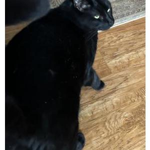 Image of Blacky, Lost Cat
