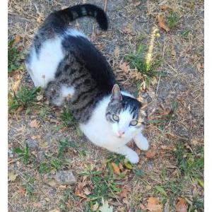 Lost Cat Freeway