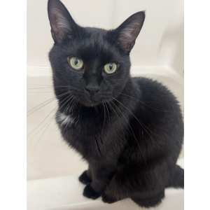 Lost Cat Barry