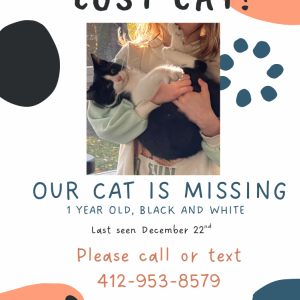 Image of Chippy, Lost Cat
