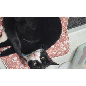 Lost Cat Milo