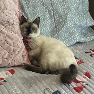 Image of Michi, Lost Cat