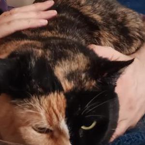 Lost Cat Picasso