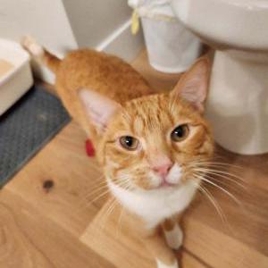 Found Cat Chester