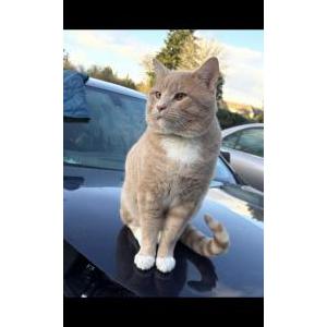 Lost Cat Nemo