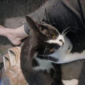 Image of Nif, Lost Cat