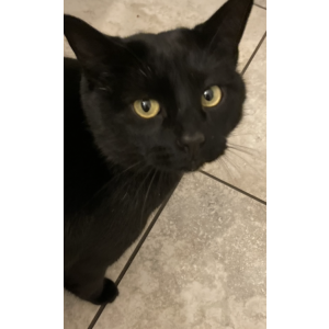 Image of Loki, Lost Cat