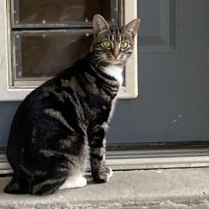 Image of Tabatha, Lost Cat
