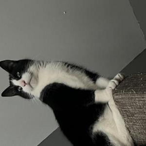 Lost Cat Boots