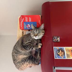 Image of Fern, Lost Cat
