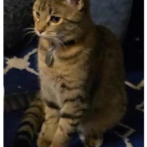 Lost Cat Luz/dusty