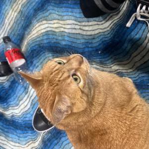 Image of Loki, Lost Cat