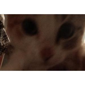 Image of Starlight, Lost Cat