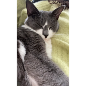 Lost Cat Stella