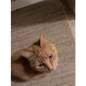 Image of Pennywise, Lost Cat