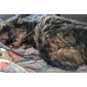 Lost Cat Turtle