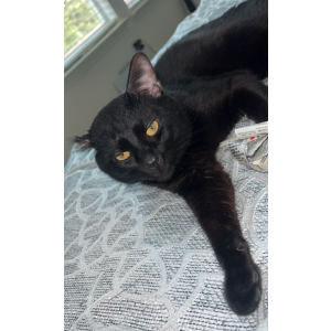 Lost Cat Denver