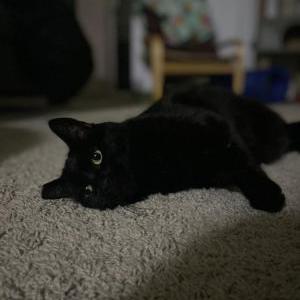 Lost Cat Jojo