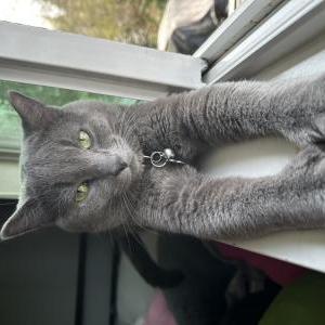 Lost Cat Poquito